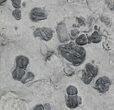 Bolaspidella And Peronopsis Trilobite Mass Mortality #26788-3